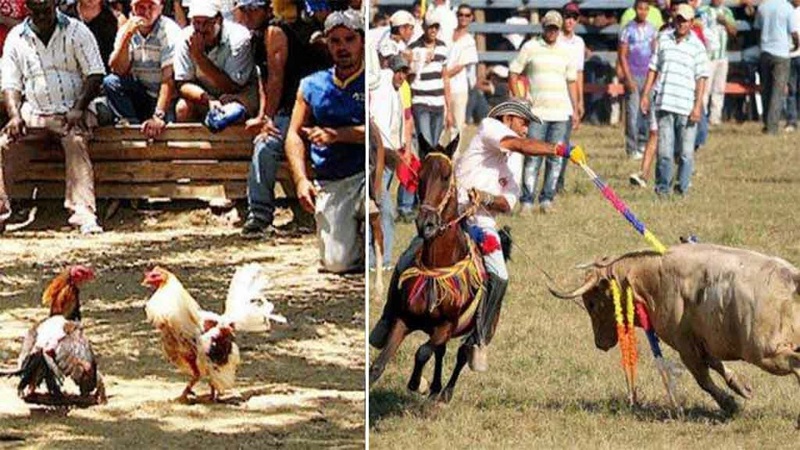 El Congreso de Colombia le abrió paso a la prohibición del espectáculo y entretenimiento, a consta del maltrato cruel con los animales, al ser aprobado, por unanimidad, en primer debate en la Comisión Quinta del Senado, una iniciativa que le pone fin a esas prácticas y que quedaría tipificado como delito en la legislación colombiana.