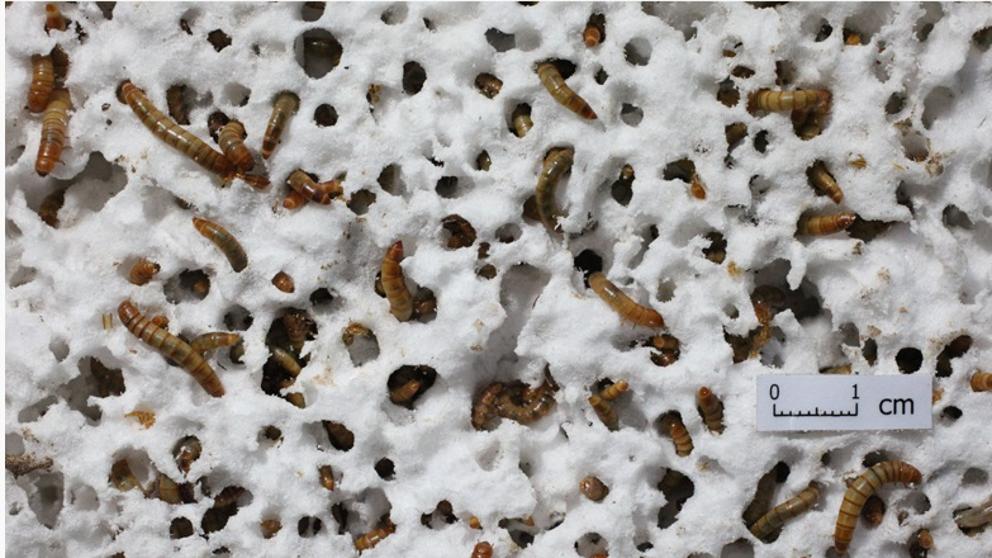 Un equipo de más de 100 científicos descubrió que cierto tipo de hongos tienen el poder de descomponer el poliuretano en cuestión de semanas y aseguran que el llamado Reino Fungi podría contener la clave para combatir la contaminación por plástico, además de tener otras aplicaciones en sectores como el agrícola.