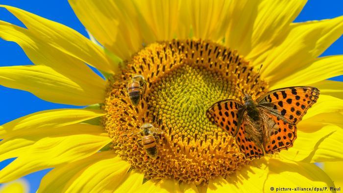 Los investigadores descubrieron que, a esta velocidad, el 40% de las especies de insectos podrían desaparecer en cosa de años. "La conclusión es clara: a menos que cambiemos la forma en que producimos nuestros alimentos, los insectos podrían extinguirse en unas pocas décadas", afirman los autores de este informe, que sintetiza las conclusiones de 73 estudios.