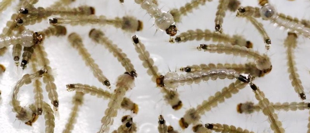 Las larvas de mosquito están por todas partes. Allá donde hay agua estancada, los mosquitos ponen sus huevos. Las larvas pasan sus primeros estadios de vida comiendo partículas y, también, plástico. De esta manera, el plástico acumulado en sus cuerpos puede pasar a otros entornos, contaminando aún más los ecosistemas y cadenas tróficas.
