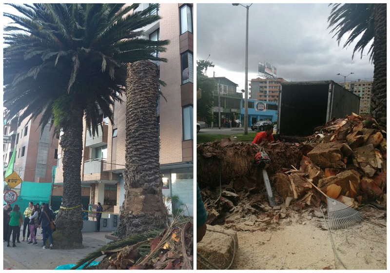 Las emblemáticas Palmas Fénix de la calle 147 con 7 de nuevo siguen en alerta y en peligro pues la constructora del edificio Las Palmas terminó de destruir el pedazo de tronco que quedaba de una de las dos Palmas,  corriendo peligro también de ser talada la segunda.