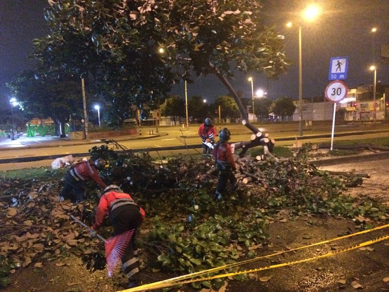 Van 310 árboles talados en las últimas semanas y se sospecha que el IDU talará indiscriminadamente más de mil antes de un mes, solo por la obra de la Avenida 68.