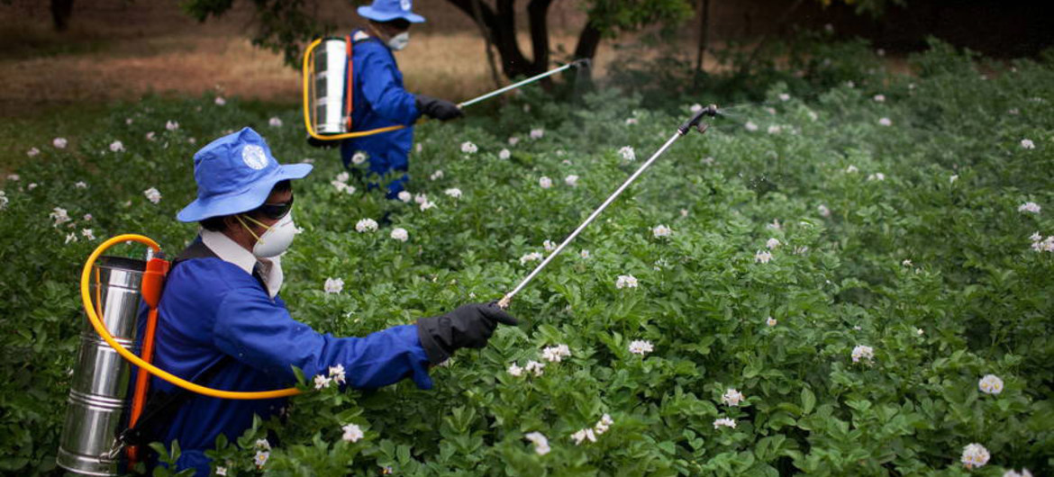 La sentencia se basa en los resultados de un estudio del año 2015 de la Organización Mundial de la Salud que considera al glisofato, un componente esencial del herbicida Roundup que usó Johnson, como “probablemente cancerígeno para los seres humanos”.