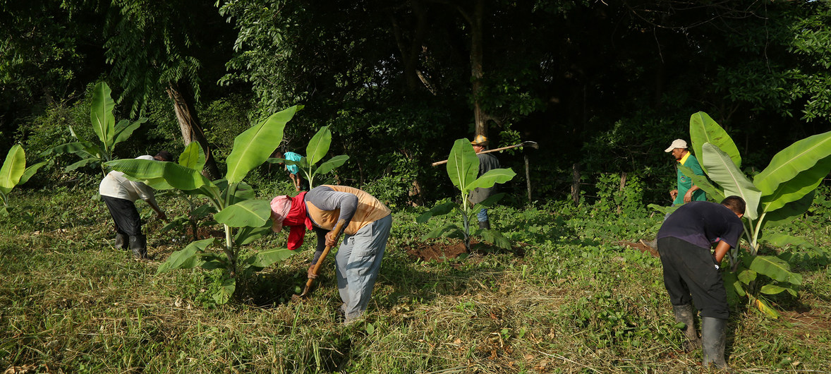 “Nos reunimos para hacer proyectos, pero ya no en actividades de guerra. Tenemos un plan de trabajo y desarrollamos actividades de sembrado de cultivo de maíz, plátano, fríjol, yuca, tomate y ají, entre otras hortalizas”, cuenta Martínez, quien trabaja junto a más de 40 excombatientes y miembros de las comunidades aledañas del Corregimiento del Conejo, en el Departamento de la Guajira.