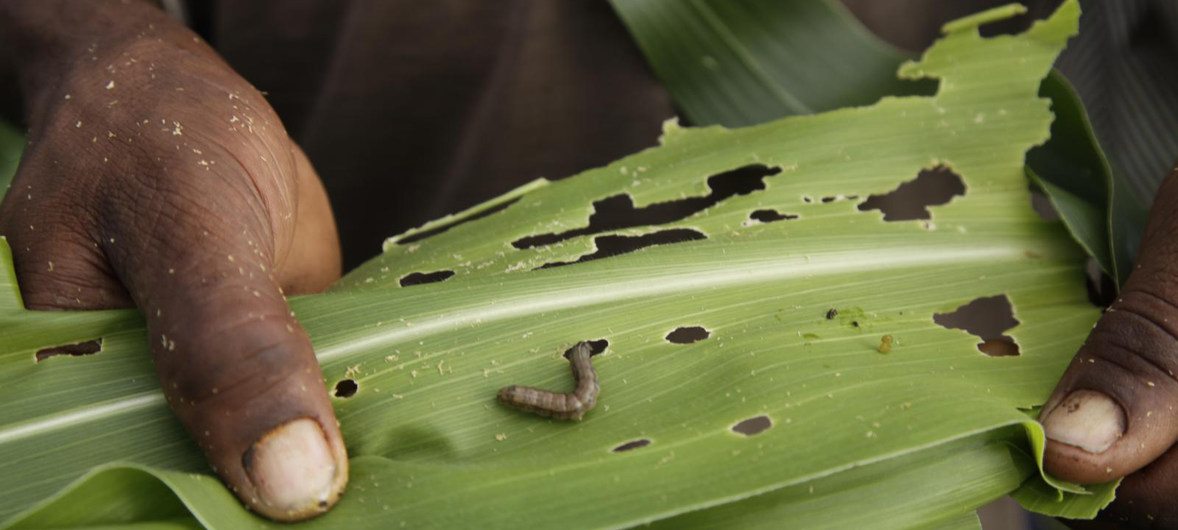 El gusano cogollero del maíz u oruga negra (Spodoptera frugiperda), es un insecto nativo de las regiones tropicales y subtropicales del continente americano. En su etapa de larva, puede causar un daño significativo a los cultivos si no se controla de forma adecuada.